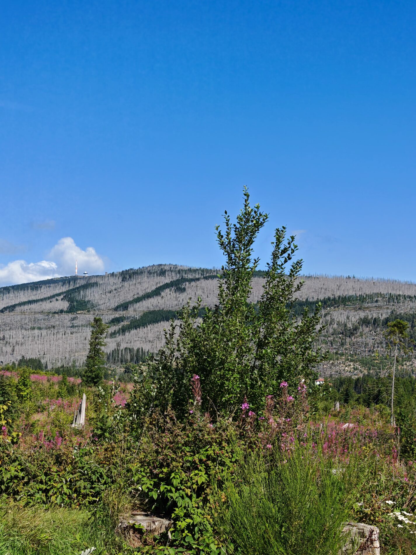 IMG_20250810_105853